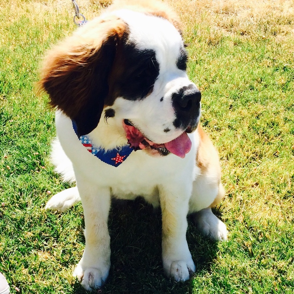 Meet your Posher, Lillie